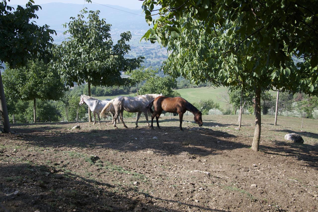 Fattoria Alvaneta Padula Buitenkant foto